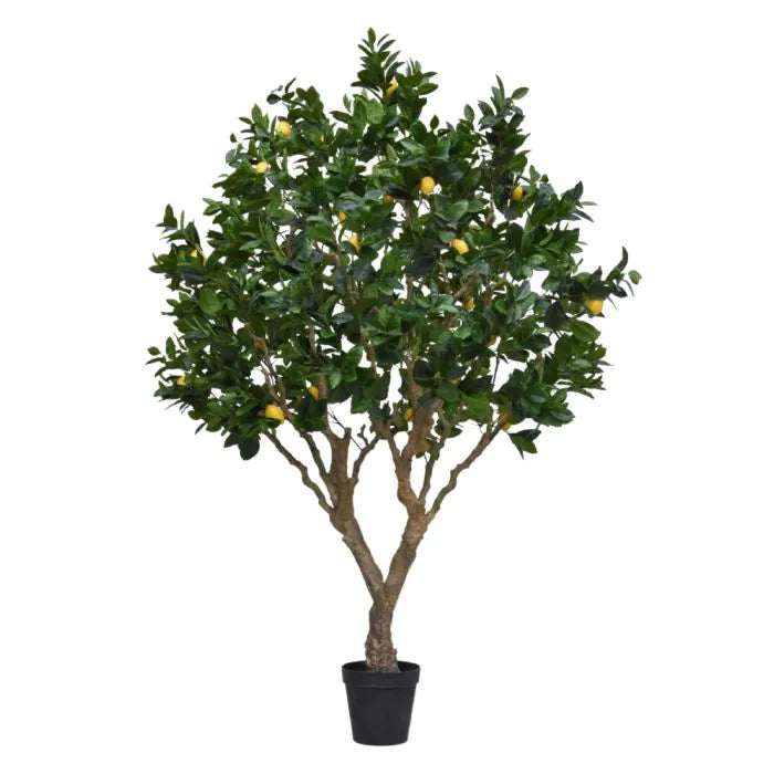 Albero Di Limone 250 cm