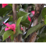 Carica immagine nella visualizzazione Galleria, Albero Bougainville 150 cm
