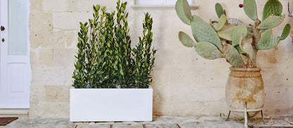 Fioriera Matera