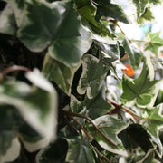 Ghirlanda Di Edera 180 cm