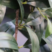 Ruscus 125 cm