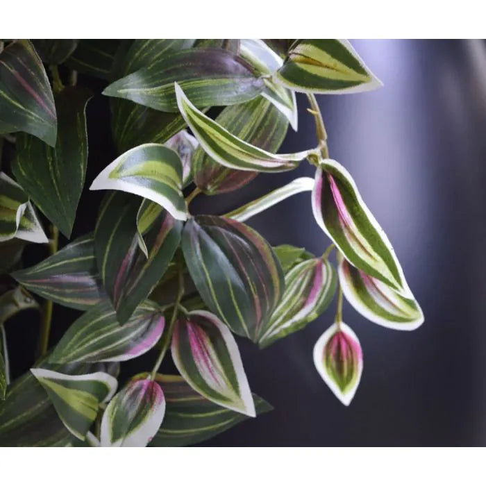 Tradescantia 100 cm