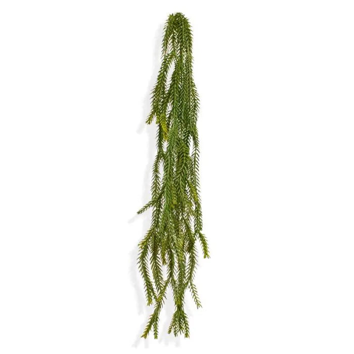 Asparagi Coda Di Volpe 60 cm