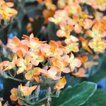 Carica immagine nella visualizzazione Galleria, Kalanchoe arancione 30 cm
