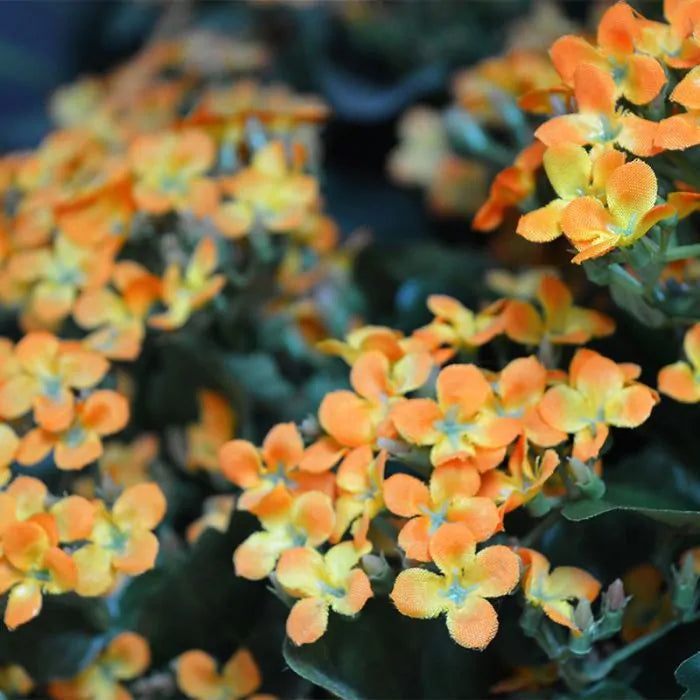 Kalanchoe arancione 30 cm