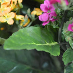Carica immagine nella visualizzazione Galleria, Kalanchoe arancione 30 cm
