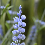 Carica immagine nella visualizzazione Galleria, Lavanda in vaso 50 cm Protezione UV
