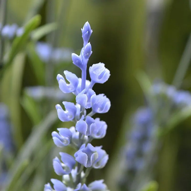 Lavanda in vaso 50 cm Protezione UV