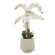 Orchidea Phalaenopsis bianca 95 cm