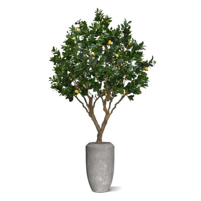 Albero Di Limone 250 cm