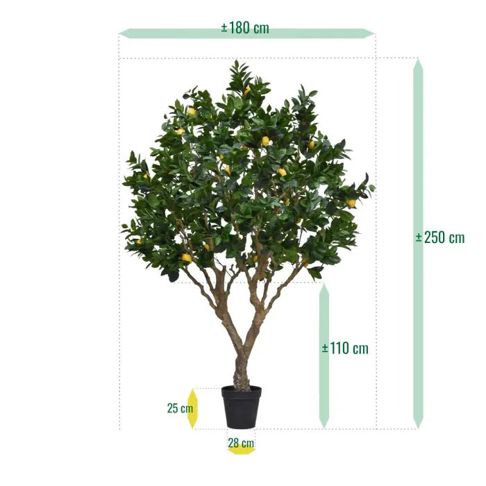 Albero Di Limone 250 cm