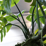 Monstera M su palla di muschio