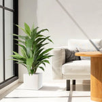 Carica immagine nella visualizzazione Galleria, Dracaena Verde 80 cm
