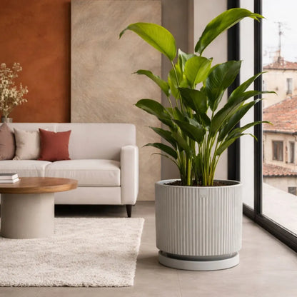 Vaso Vertigo
