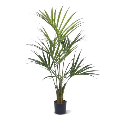 Kentia Deluxe 135 cm