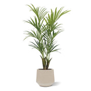 Palma Kentia Deluxe 165 cm