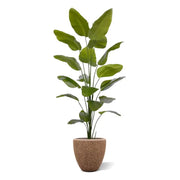 Strelitzia Nicolai 225 cm