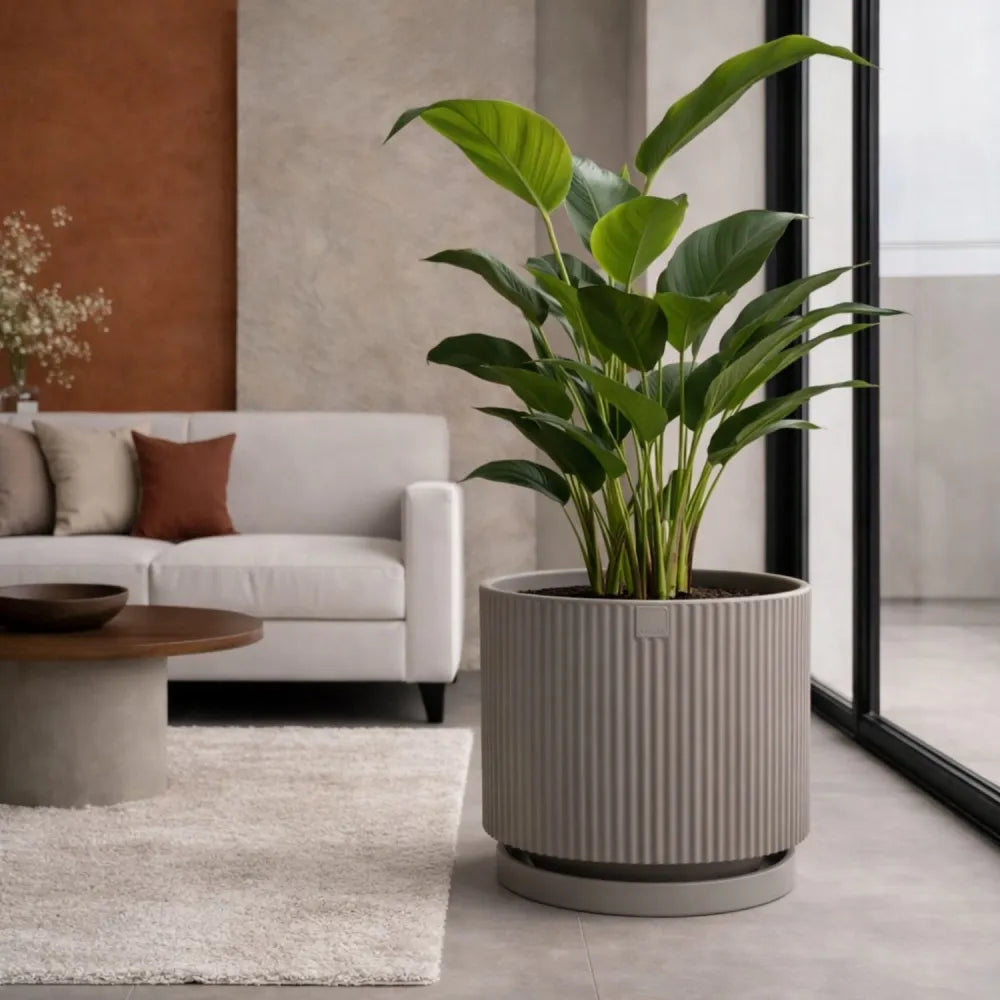 Vaso Vertigo