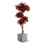 Carica immagine nella visualizzazione Galleria, Bonsai Di Acero  DELUXE 170 CM
