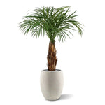 Carica immagine nella visualizzazione Galleria, Palma Areca Deluxe 120 cm
