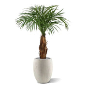 Palma Areca Deluxe 120 cm