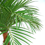 Carica immagine nella visualizzazione Galleria, Palma Areca Deluxe 120 cm
