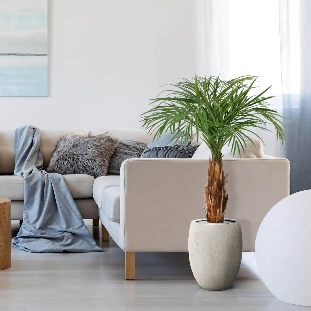 Palma Areca Deluxe 120 cm