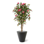 Carica immagine nella visualizzazione Galleria, Albero Bougainville 150 cm
