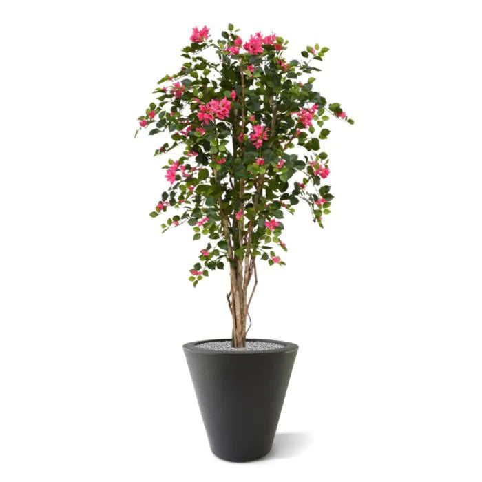 Albero Bougainville 150 cm