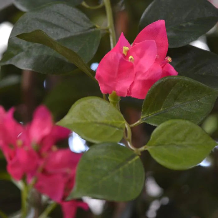 Albero Bougainville 150 cm