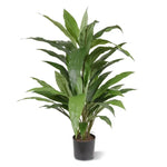 Carica immagine nella visualizzazione Galleria, Dracaena Verde 80 cm
