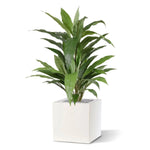 Carica immagine nella visualizzazione Galleria, Dracaena Verde 80 cm
