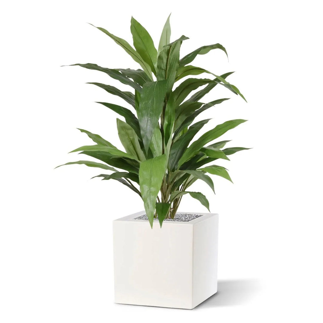Dracaena Verde 80 cm