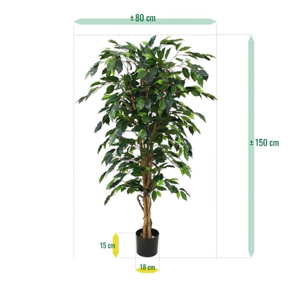 Ficus Benjamini 150 cm