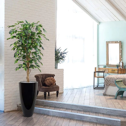 Ficus Benjamini 150 cm