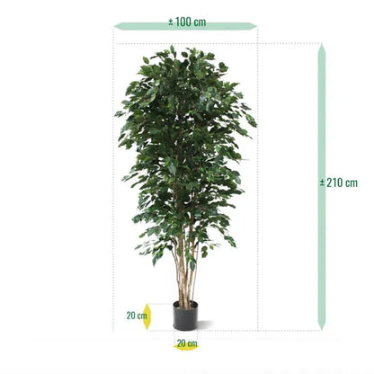 Ficus Exotica Deluxe 210 cm