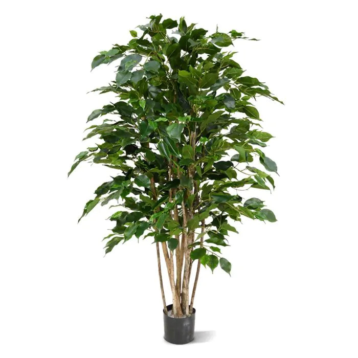 Ficus Exotica Deluxe Vede 125 cm