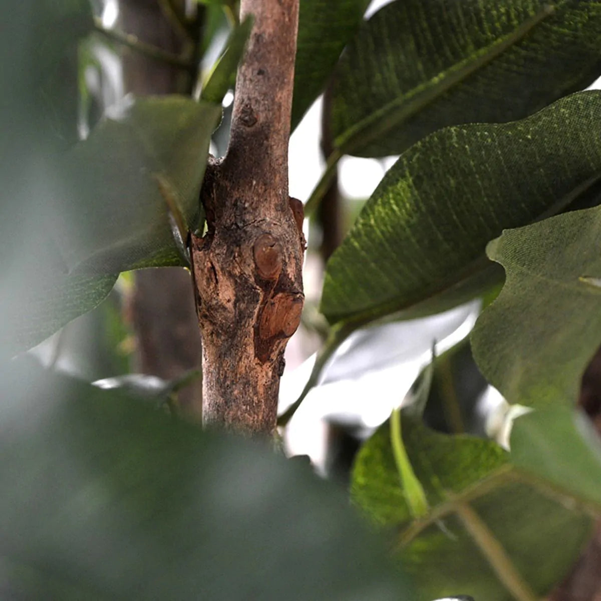 Ficus Exotica Deluxe Vede 125 cm