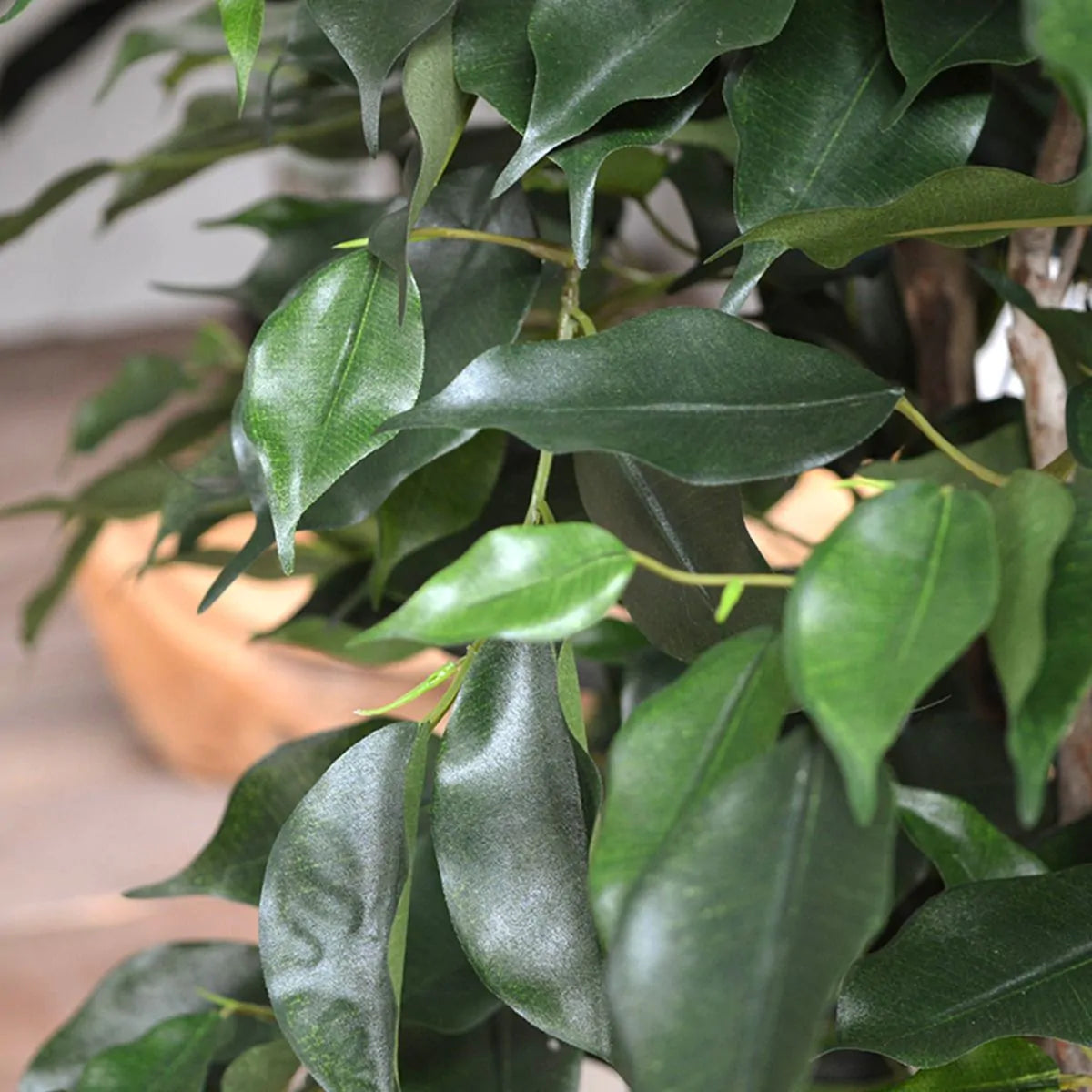 Ficus Exotica Deluxe Vede 125 cm
