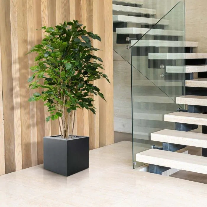 Ficus Exotica Deluxe Vede 125 cm