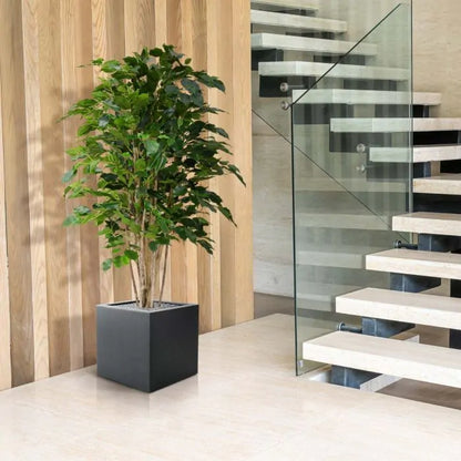 Ficus Exotica Deluxe Vede 125 cm