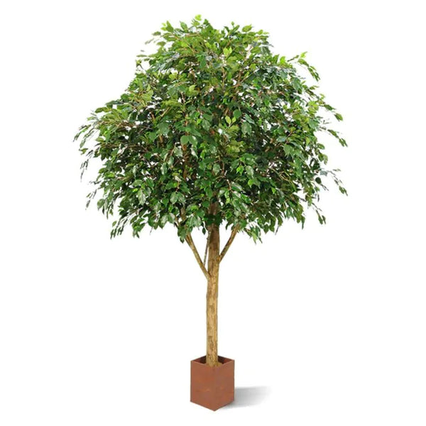 Albero ficus Exotica 290 cm