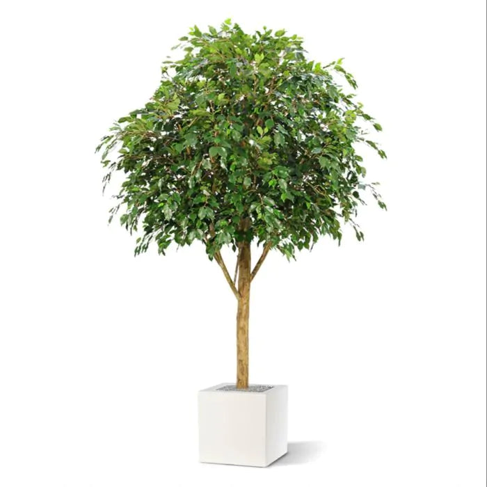 Albero Gigante ficus Exotica 290 cm