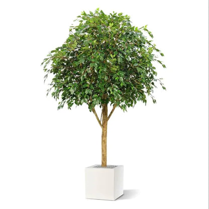 Albero Gigante ficus Exotica 290 cm