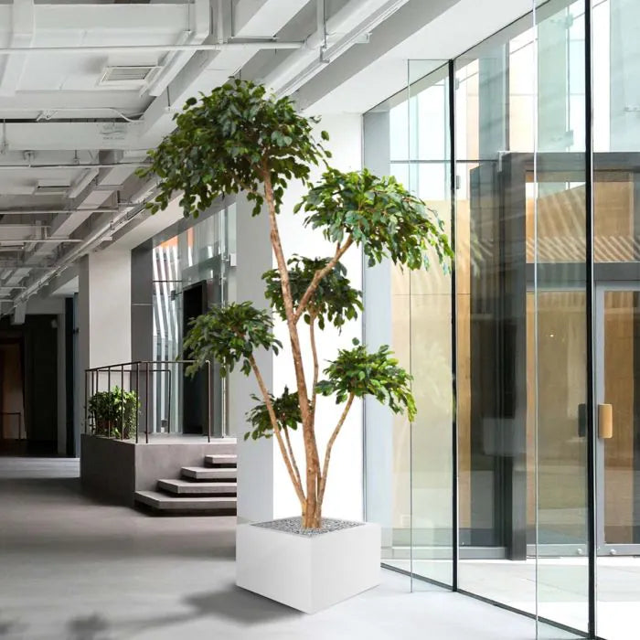Ficus Exotica Layer 300 cm