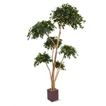 Carica immagine nella visualizzazione Galleria, Ficus Exotica Layer 300 cm
