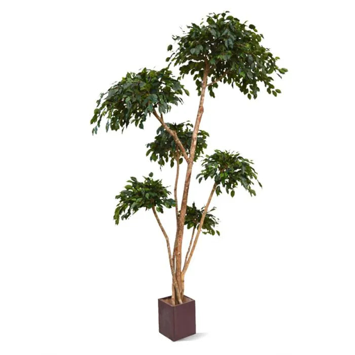 Ficus Exotica Layer 300 cm