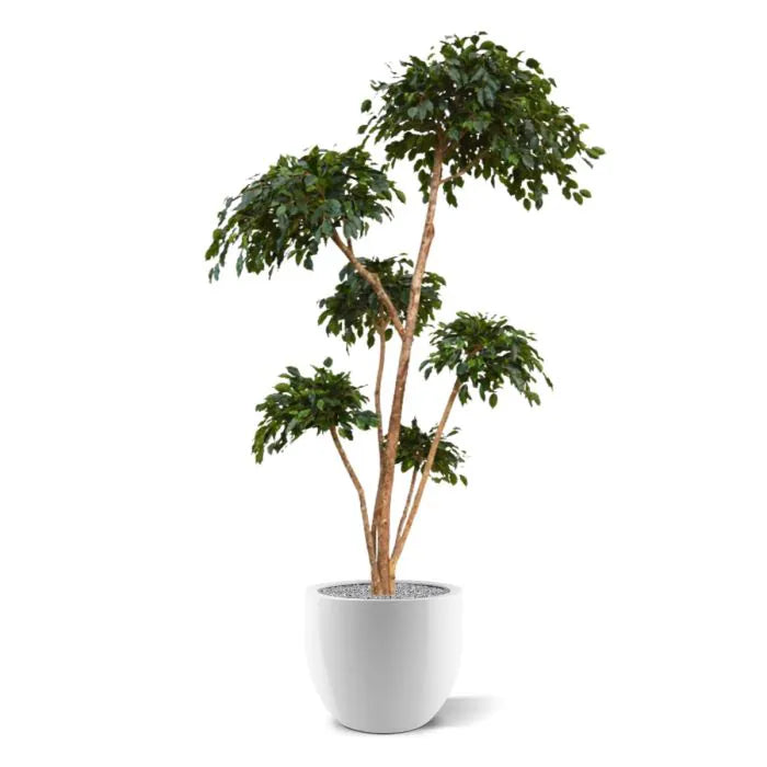 Ficus Exotica Layer 300 cm