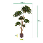 Carica immagine nella visualizzazione Galleria, Ficus Exotica Layer 300 cm
