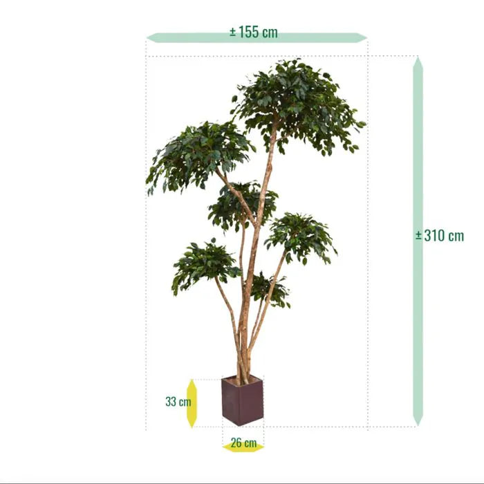 Ficus Exotica Layer 300 cm